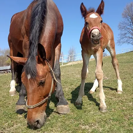 Stajnia Grudki Energylandia Farma Zator