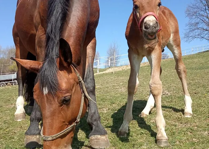 Stajnia Grudki Energylandia בית חווה זאטור