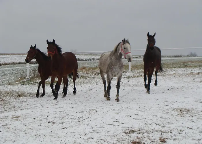 Farma Stajnia Grudki Energylandia Zator Wożniki